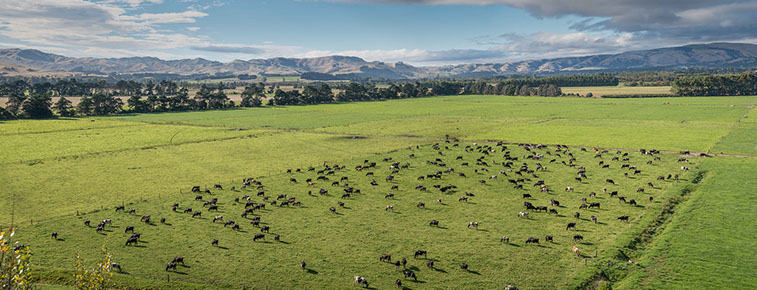 Photo of bottle of white wine from Lime Rock in Waipawa